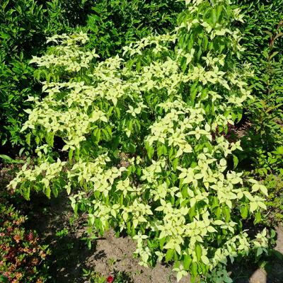 Cornus kousa 'Robert's Selectie' - 