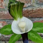 Arisaema sikokianum - 