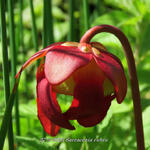 Sarracenia rubra - 