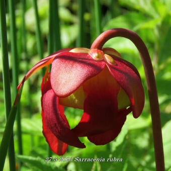 Sarracenia rubra