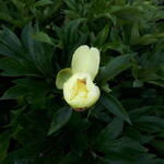 Paeonia itoh 'Bartzella' - 