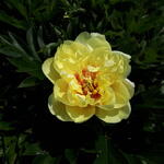 Paeonia itoh 'Bartzella' - 