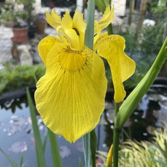 Iris pseudacorus