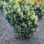 Euonymus japonicus 'Paloma Blanca' - 