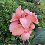 Canna x generalis 'CANNOVA Mango' - 