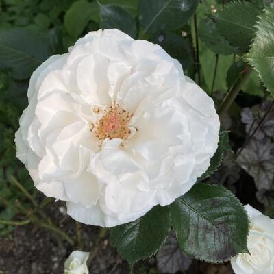 Rosa 'Margaret Merril' - 