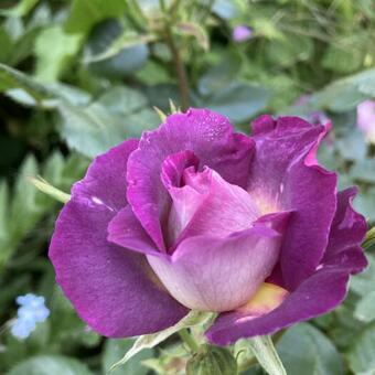 Rosa 'Blue For You'