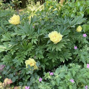 Paeonia itoh 'Bartzella'