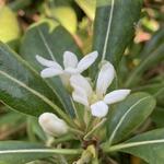 Pittosporum tobira 'Tall 'n' Tough' - 