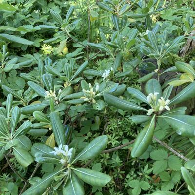 Pittosporum tobira 'Tall 'n' Tough' - 