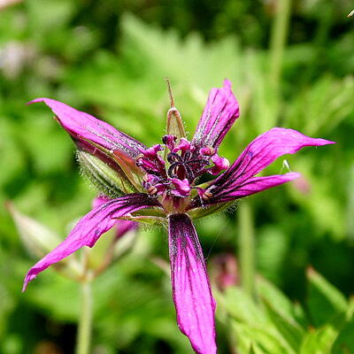 Geranium x oxonianum 'Catherine Deneuve'