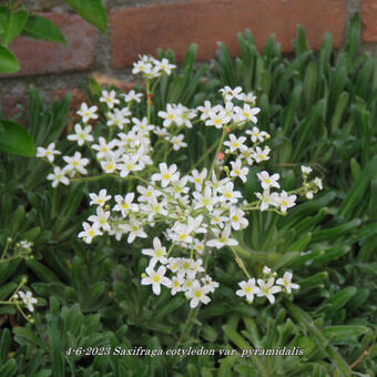 Saxifraga cotyledon var. pyramidalis