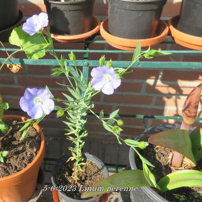 Linum perenne - Ausdauernder Lein