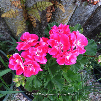 Pelargonium 'Fanny Eden'