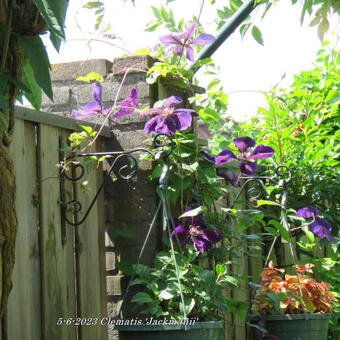 Clematis 'Jackmanii'