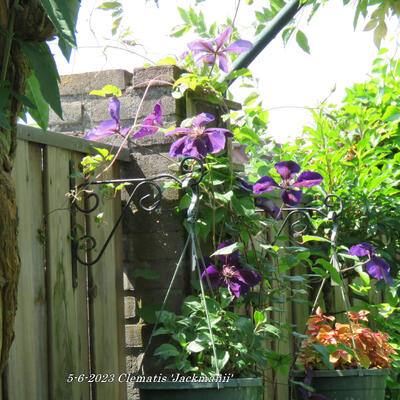 Clematis 'Jackmanii' - 