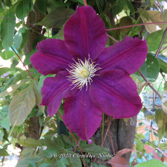 Clematis 'Niobe'