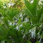 Chionanthus virginicus - Arbre à neige