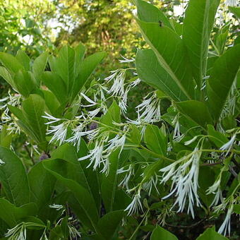 Chionanthus virginicus