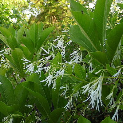 Chionanthus virginicus - Arbre à neige