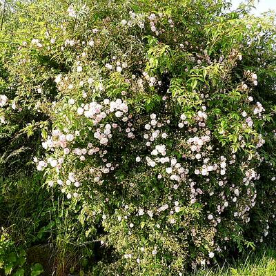 Rosa 'Paul's Himalayan Musk Rambler' - 