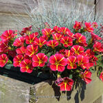 Calibrachoa 'Rave Cherry' - 