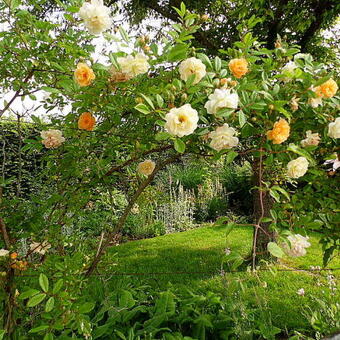 Rosa 'Ghislaine de Feligonde'