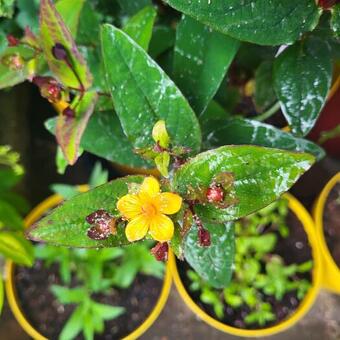 Hypericum 'MIRACLE Night'