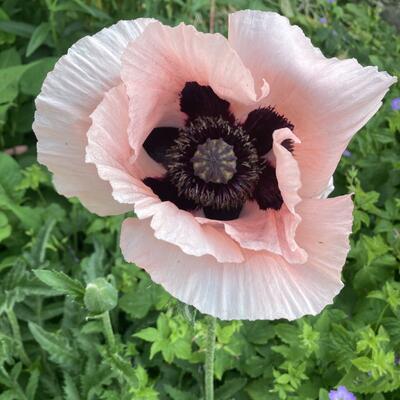 Papaver orientale 'Prinzessin Victoria Louise'