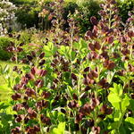 Baptisia australis  'DECADENCE Dutch Chocolate'