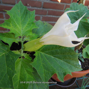 Datura stramonium