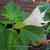 Datura stramonium