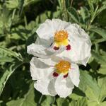 Cistus x purpureus 'Alan Fradd' - 