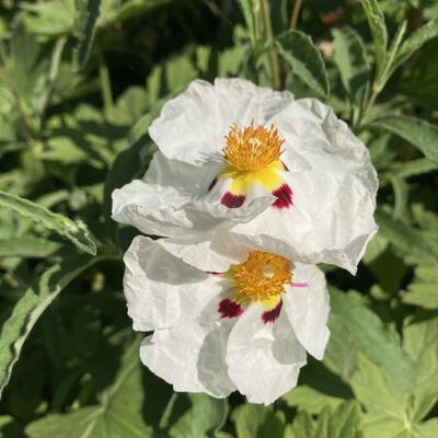 Cistus x purpureus 'Alan Fradd'