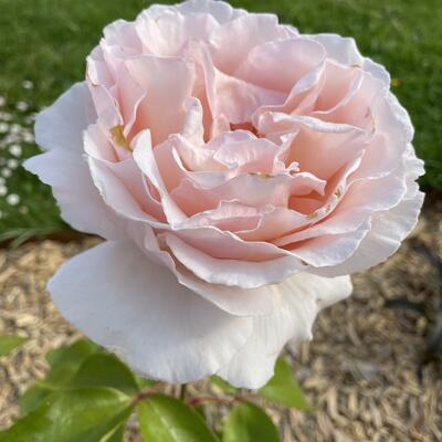 Rosa 'Maxima Romantica' - 