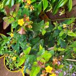 Hypericum 'MIRACLE Night' - 