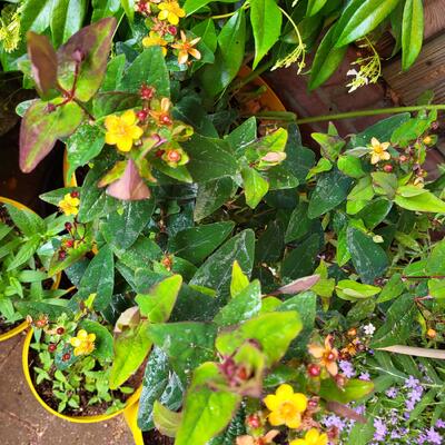 Hypericum 'MIRACLE Night' - 