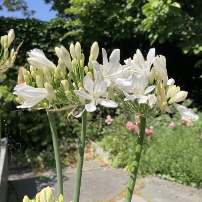 Agapanthus 'AMOURETTE Big White' - 