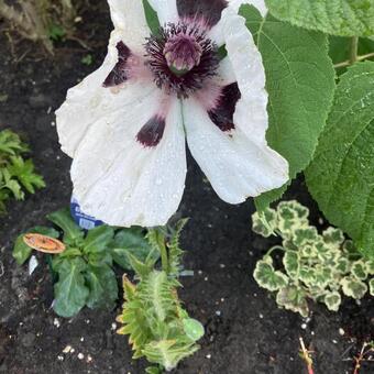 Papaver orientale 'Perry's White'