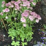 Astrantia major - Grande astrance