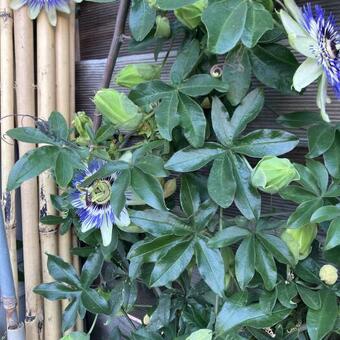 Passiflora caerulea 'Purple Haze'