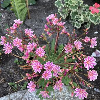 Lewisia 'LITTLE Plum'