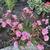 Lewisia 'LITTLE Plum'