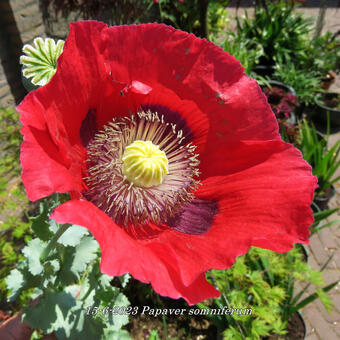 Papaver somniferum