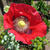 Papaver somniferum