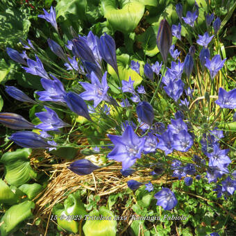 Triteleia laxa 'Koningin Fabiola'