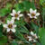 Sisyrinchium 'Quaint and Queer'