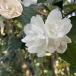 Jasminum sambac - 