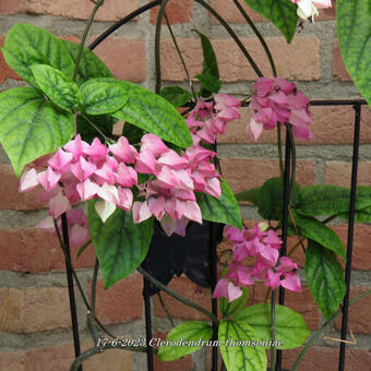 Clerodendrum thomsoniae