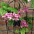 Clerodendrum thomsoniae